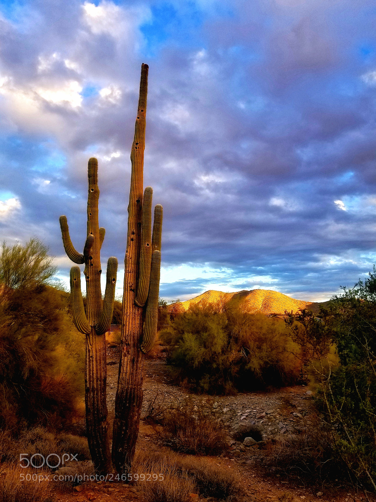 Samsung Galaxy S8 sample photo. Lord saguaro photography