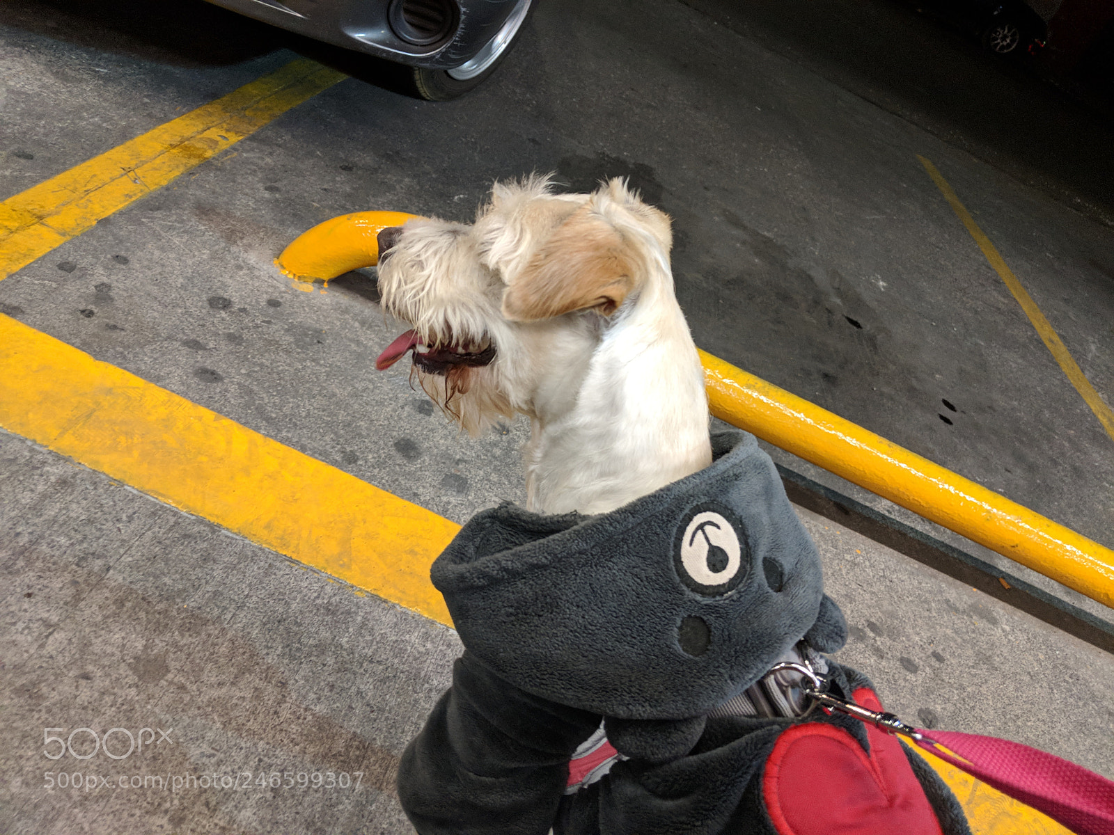 Google Pixel 2 XL sample photo. Nala crazy photography