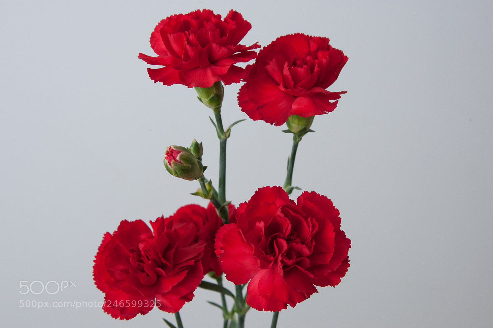 Nikon D3X sample photo. Dianthus photography