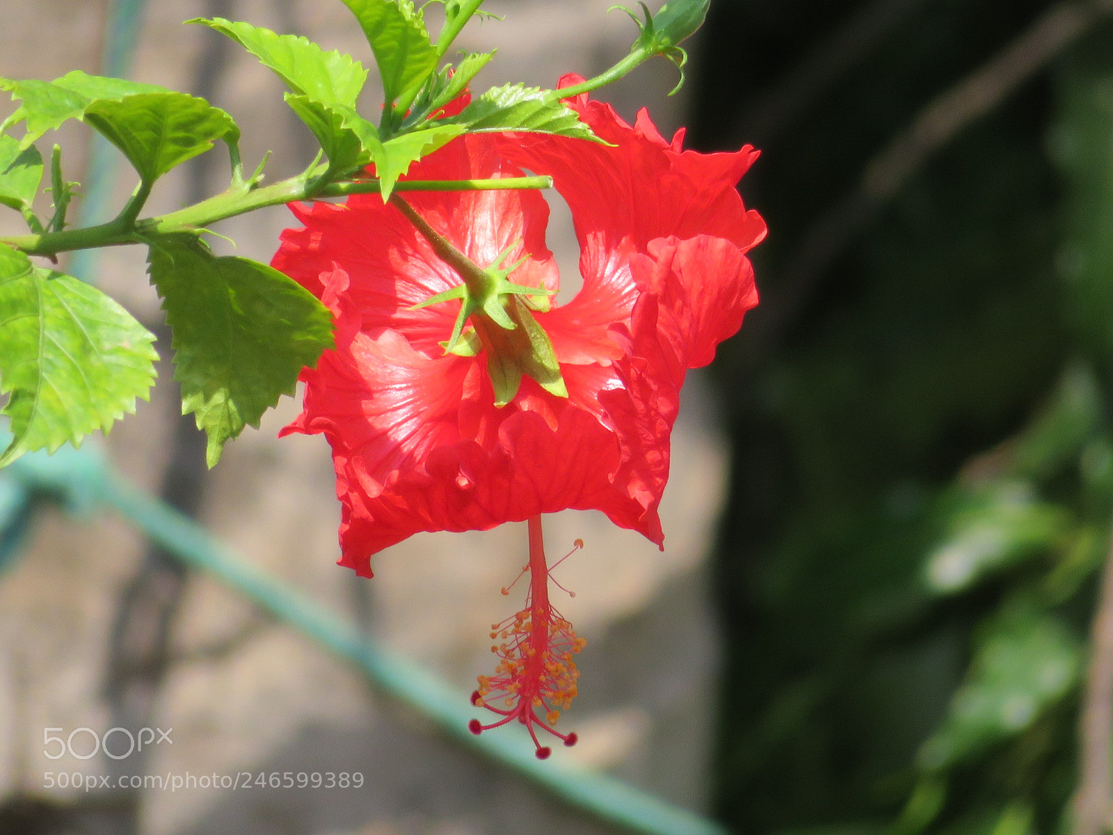 Canon PowerShot SX720 HS sample photo. Untitled photography