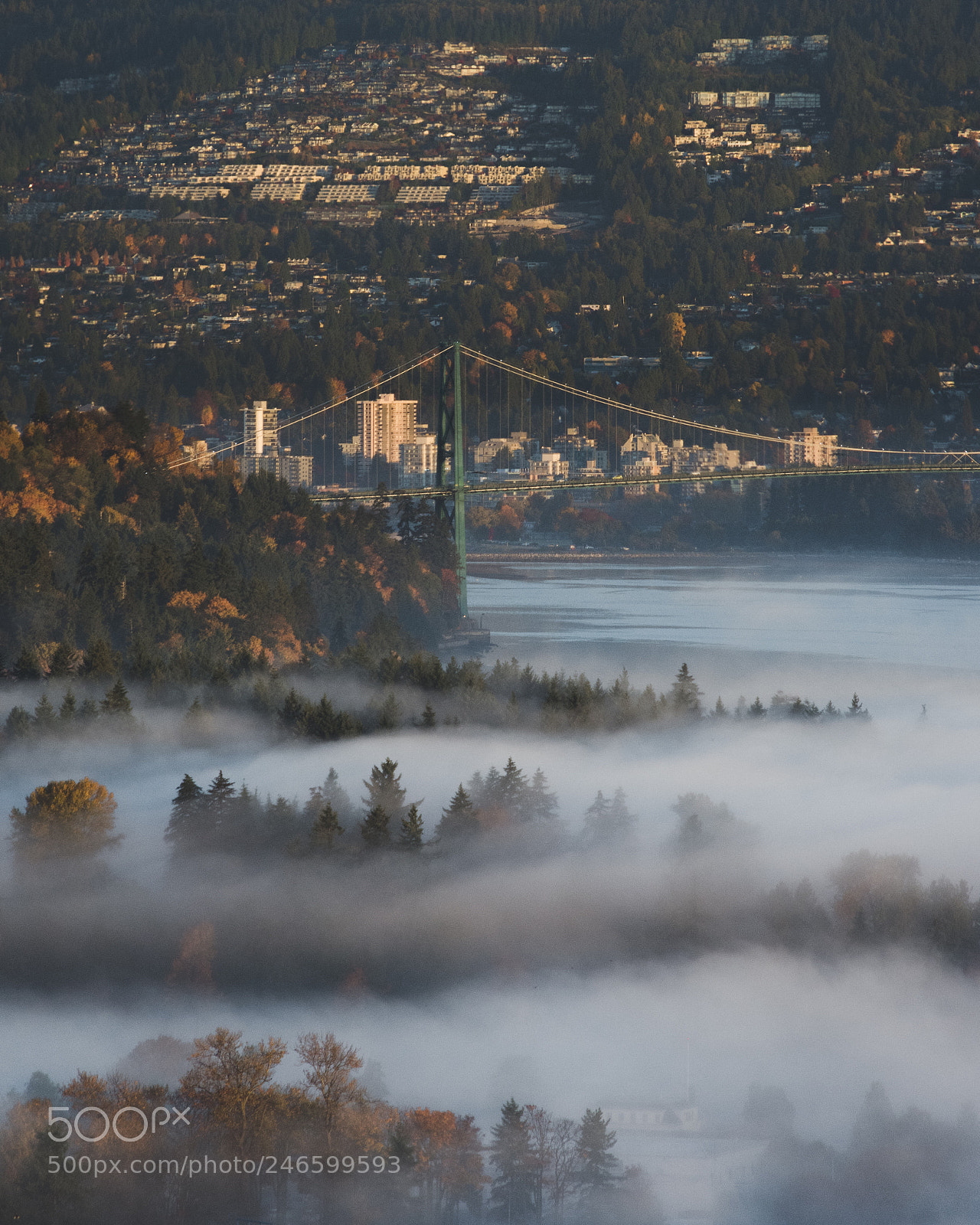 Nikon D7200 sample photo. Morning fog madness photography