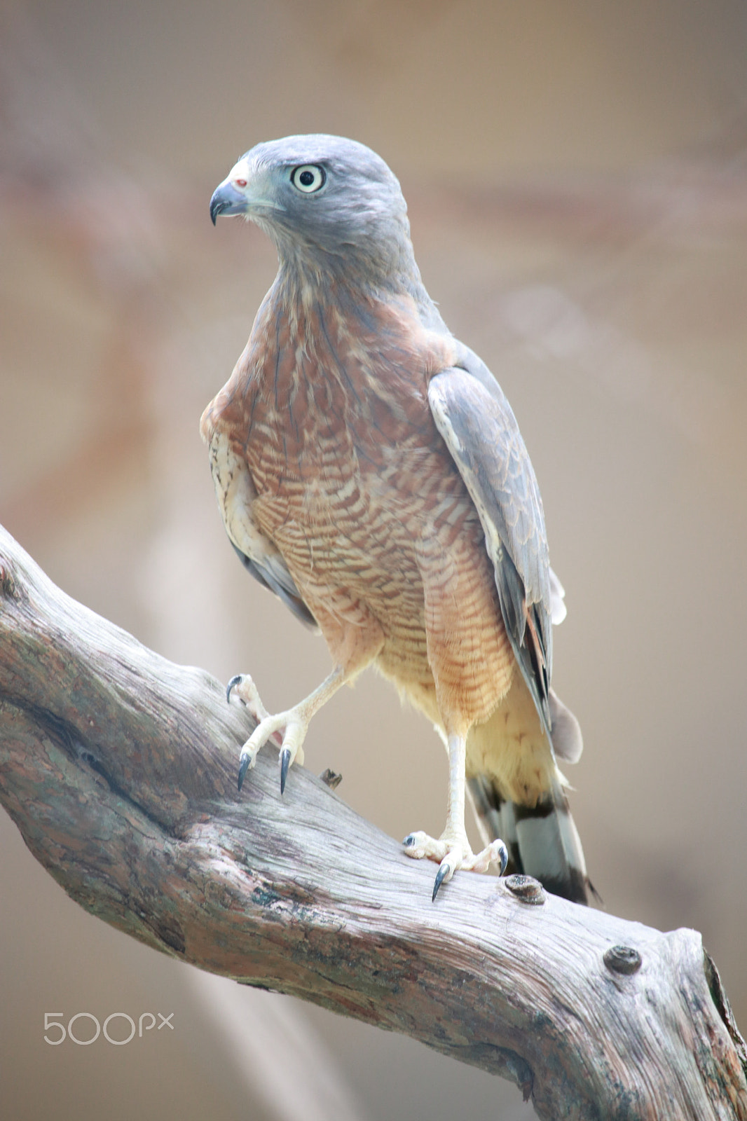 Canon EF-S 55-250mm F4-5.6 IS STM sample photo. Roadside hawk on the branch photography