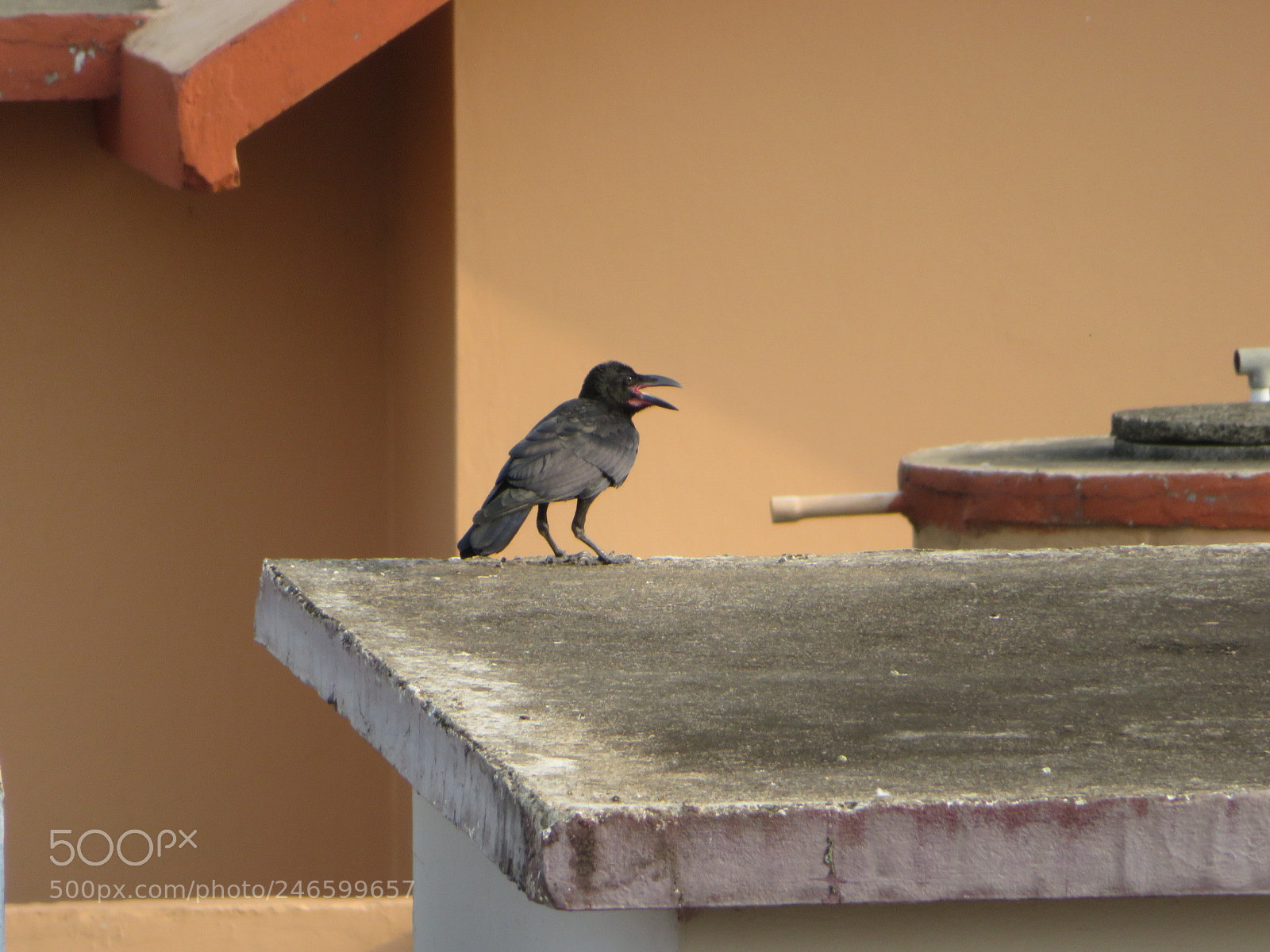 Canon PowerShot SX720 HS sample photo. Untitled photography
