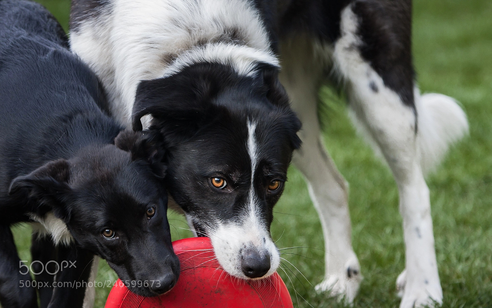 Canon EOS 40D sample photo. Catching your eye photography