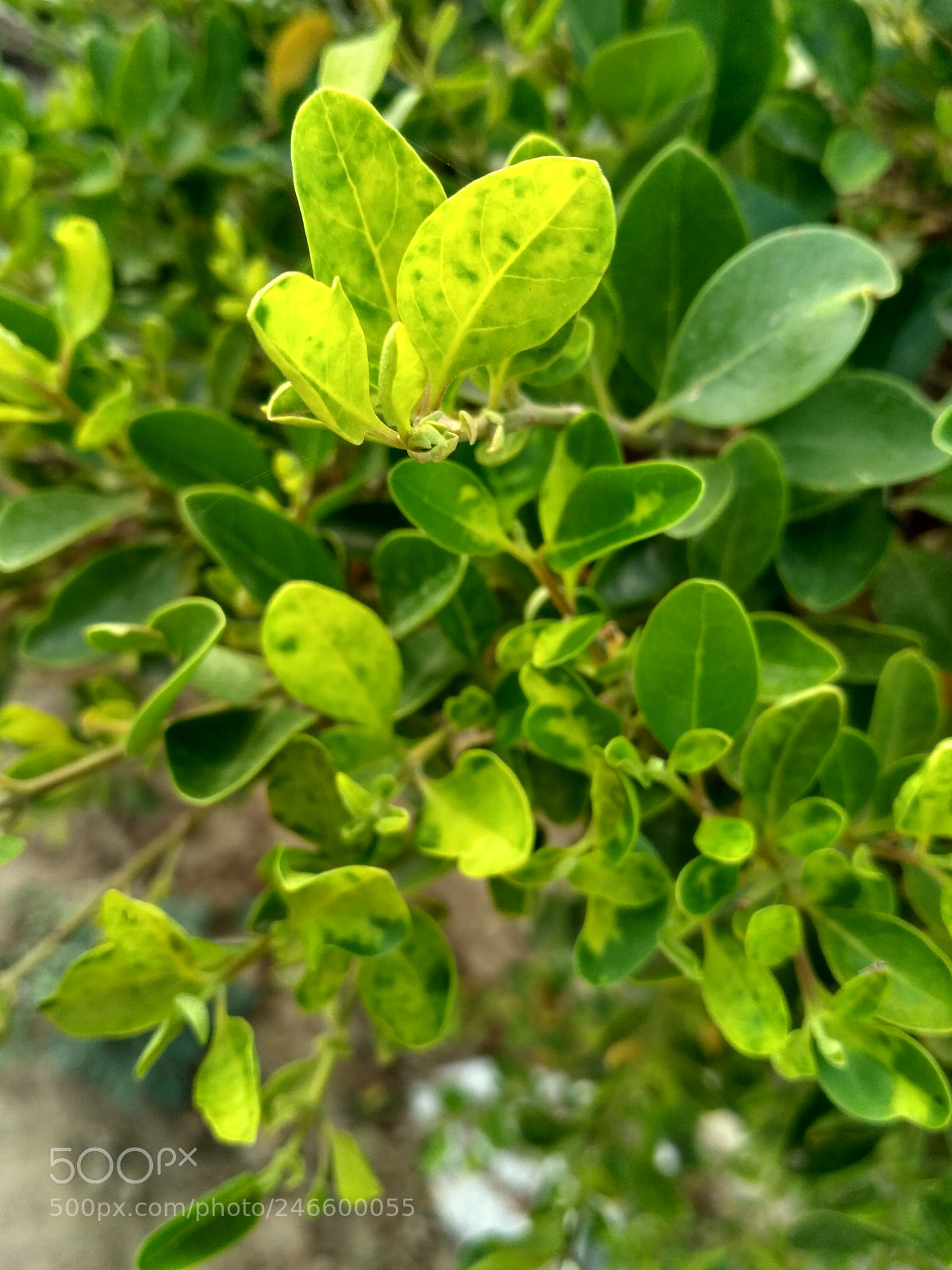 Xiaomi Redmi 3S sample photo. Untitled photography