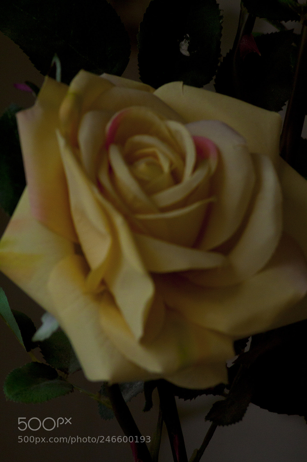 Canon EOS 50D sample photo. A yellow rose in photography