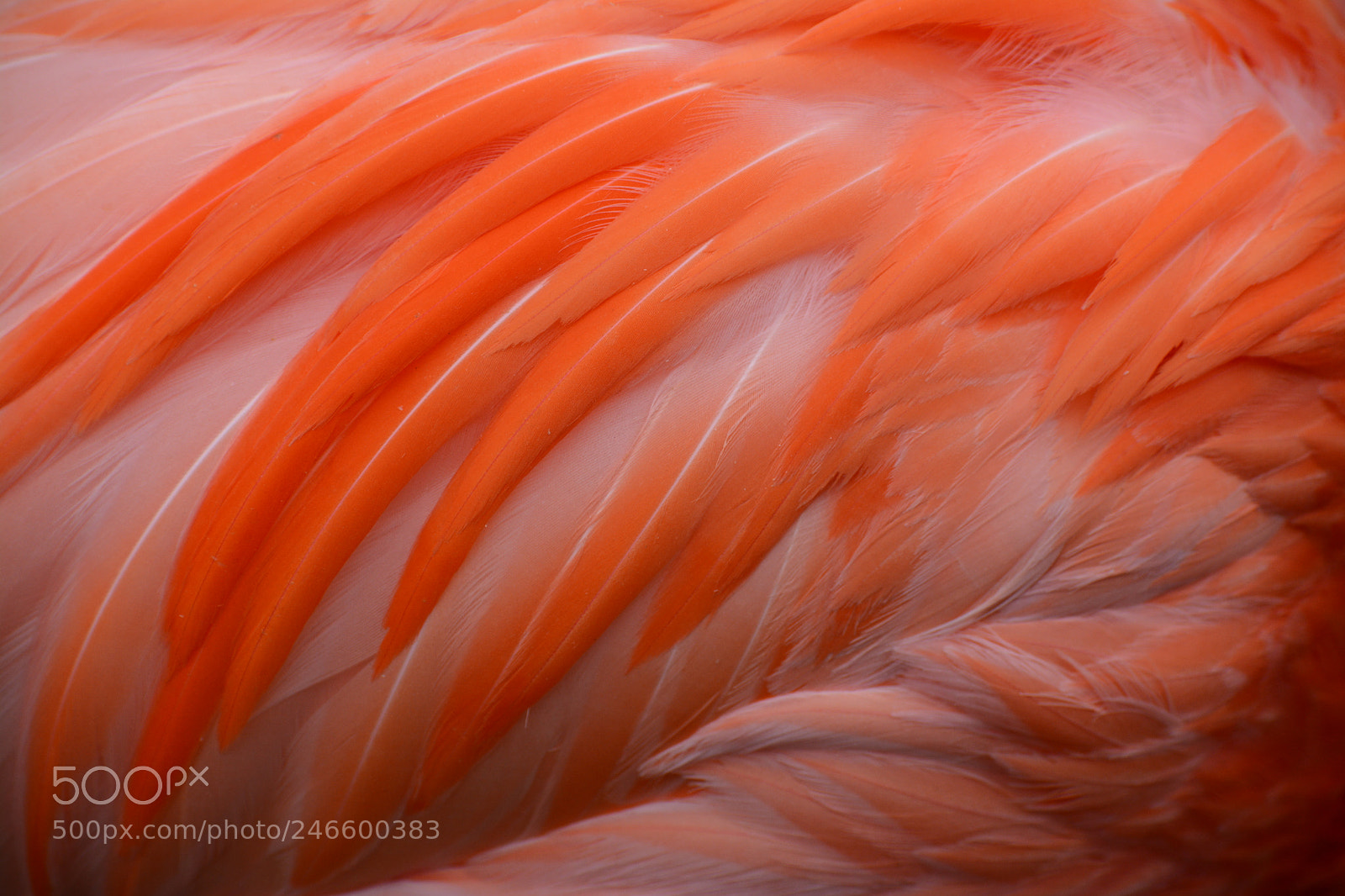 Nikon D7100 sample photo. Flamingo feathers photography