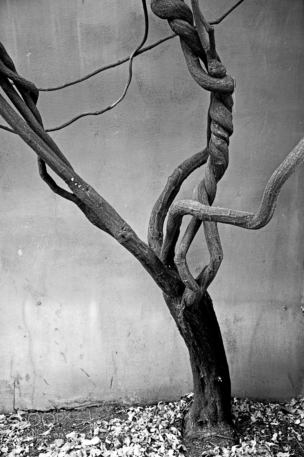 Nikon D7100 sample photo. Gnarly new mexico photography