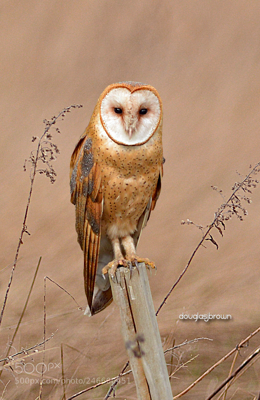 Nikon D7100 sample photo. Barn owl photography