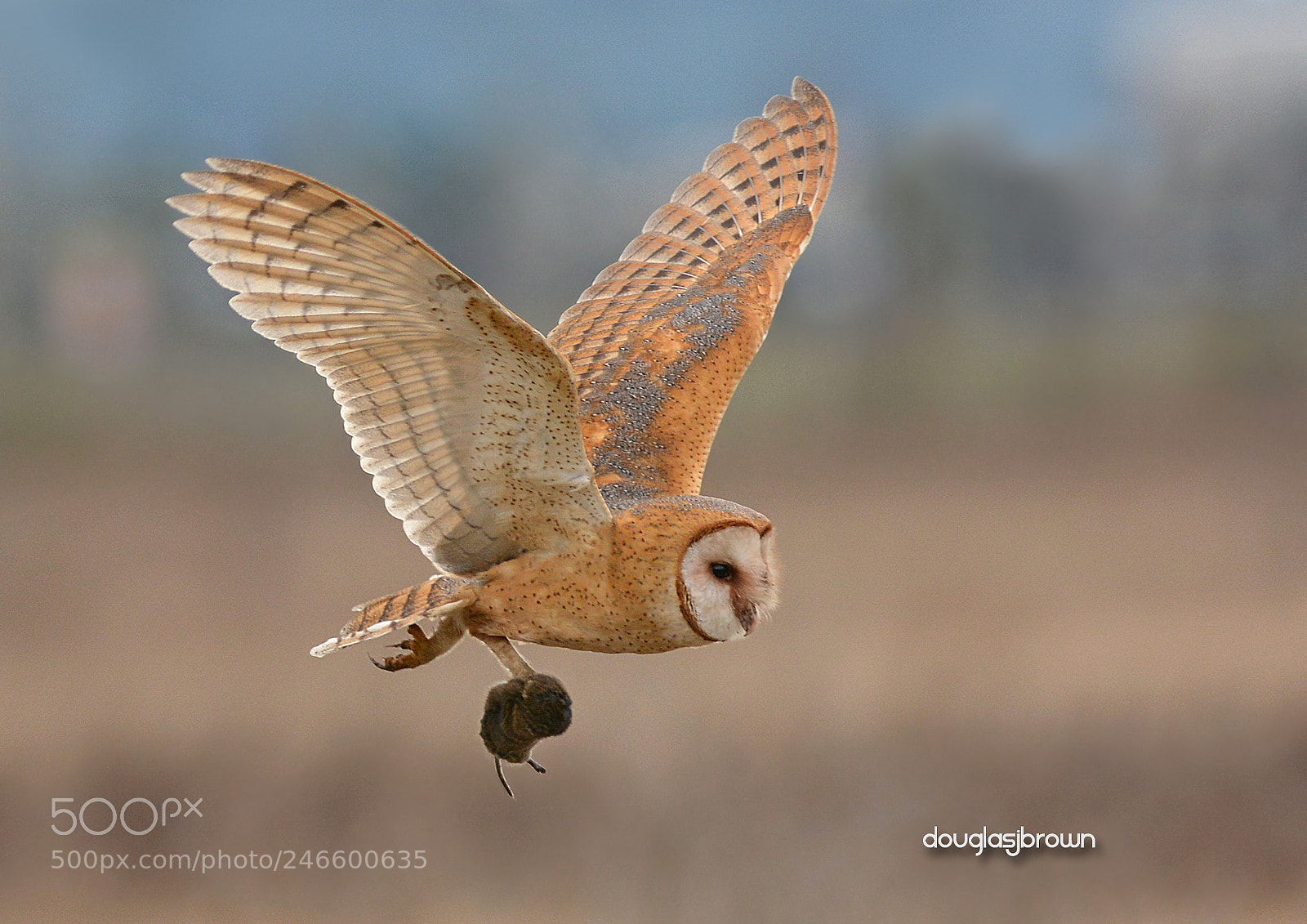 Nikon D7100 sample photo. Barn owl with vole photography