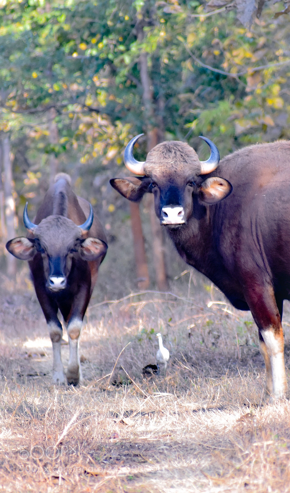 Nikon D3400 sample photo. Indian bisons photography