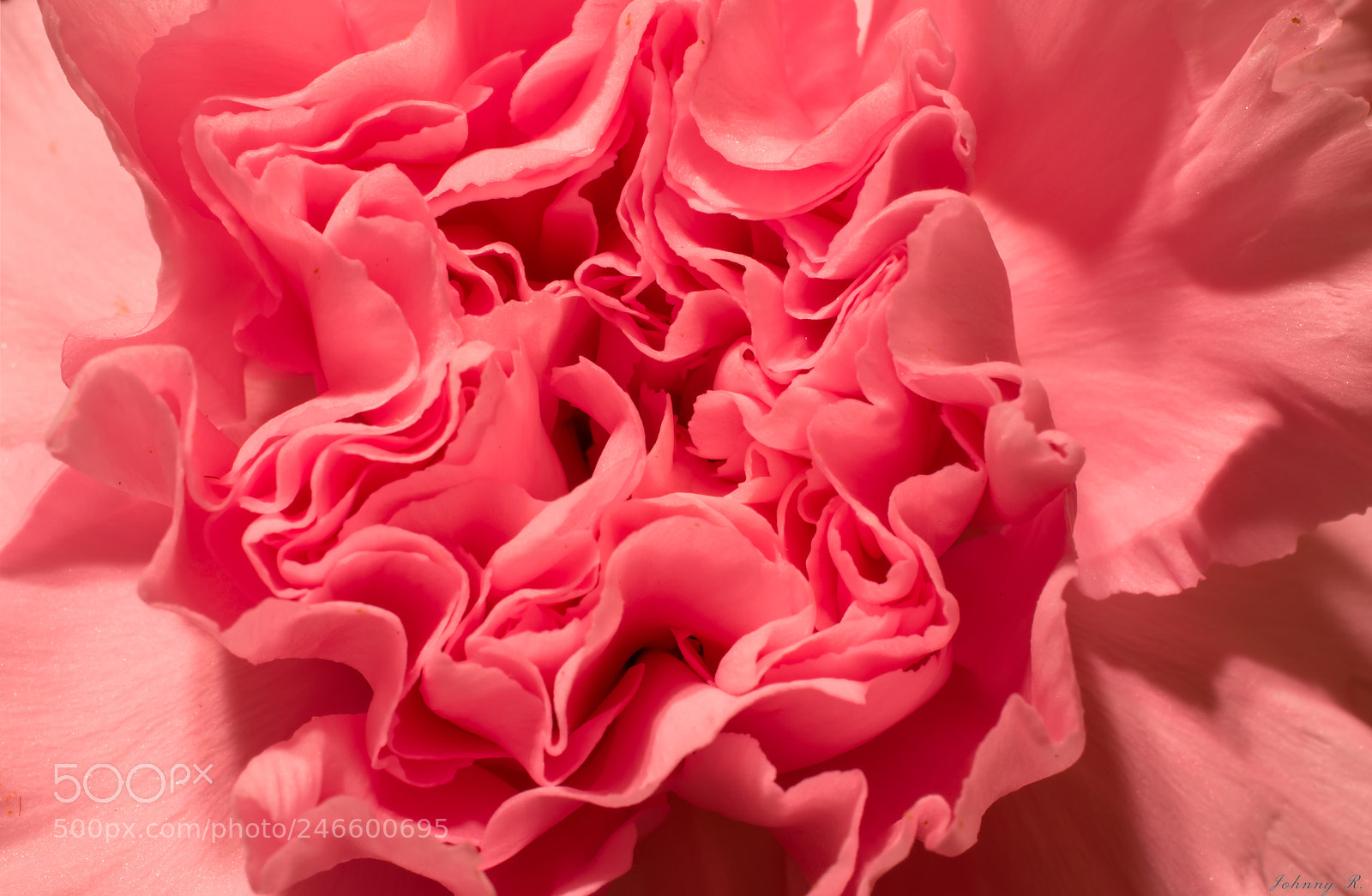 Nikon D5600 sample photo. Flower photography