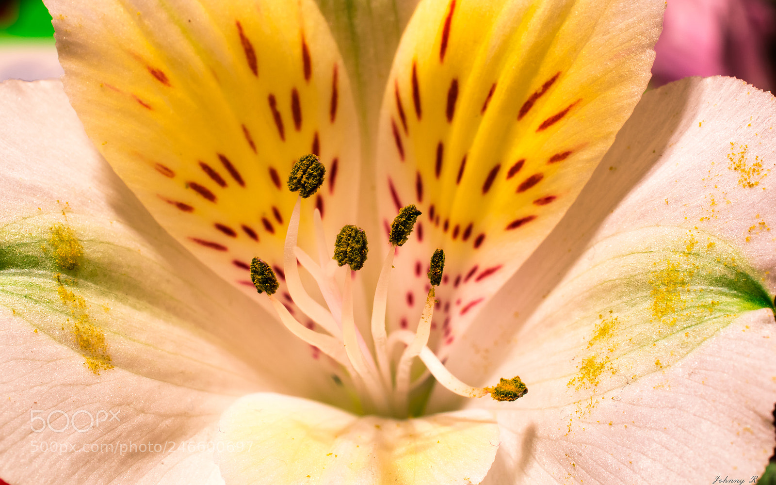 Nikon D5600 sample photo. Flower photography