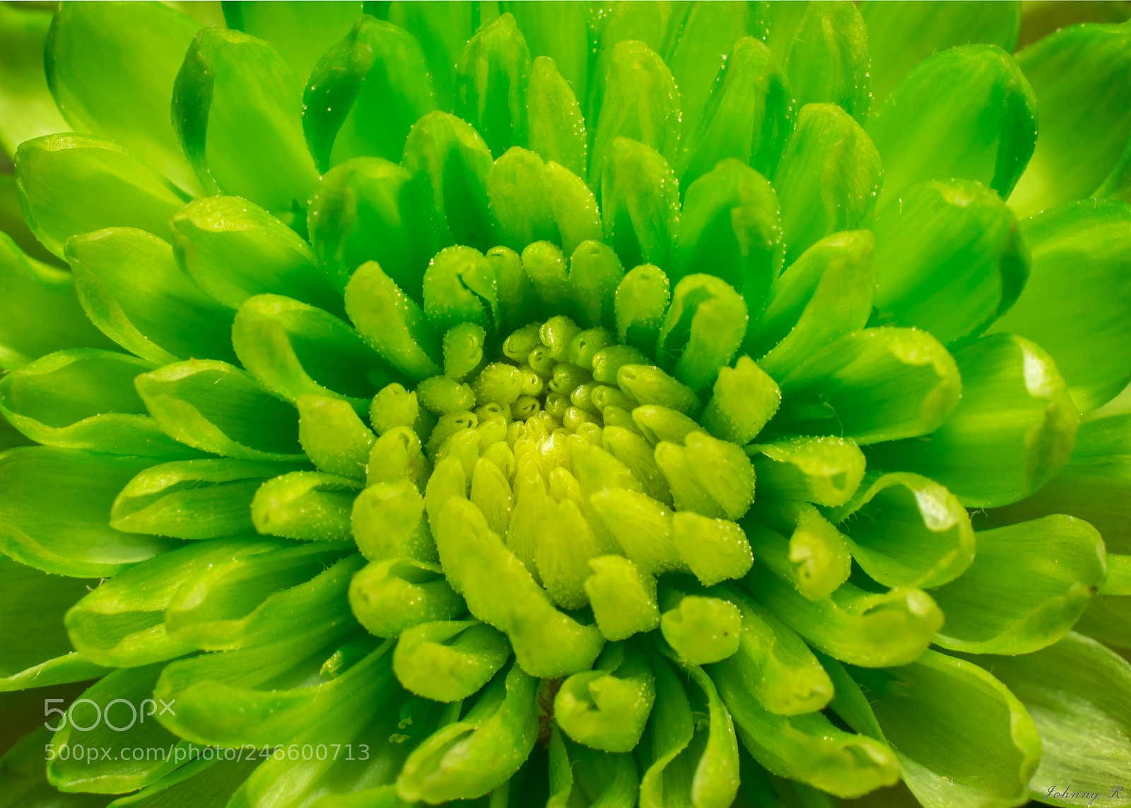 Nikon D5600 sample photo. Plants photography