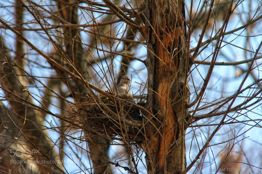 Canon EOS 60D sample photo. Bird photography