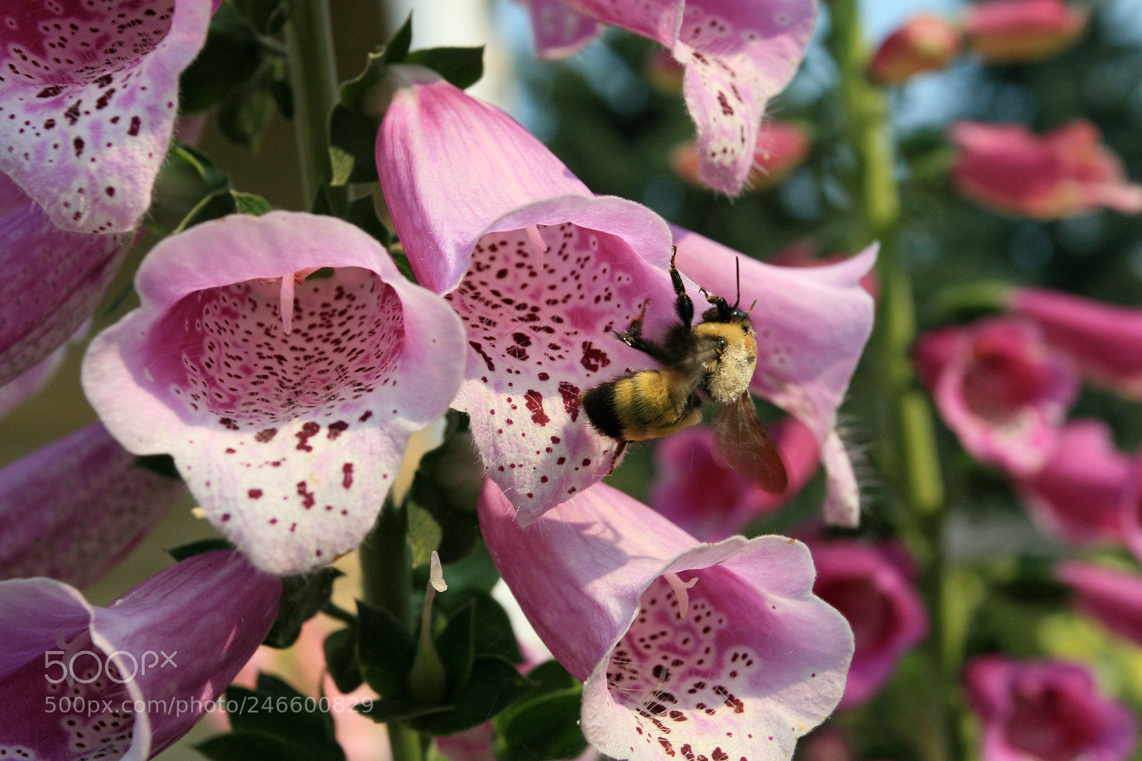 Canon EOS 30D sample photo. Untitled photography