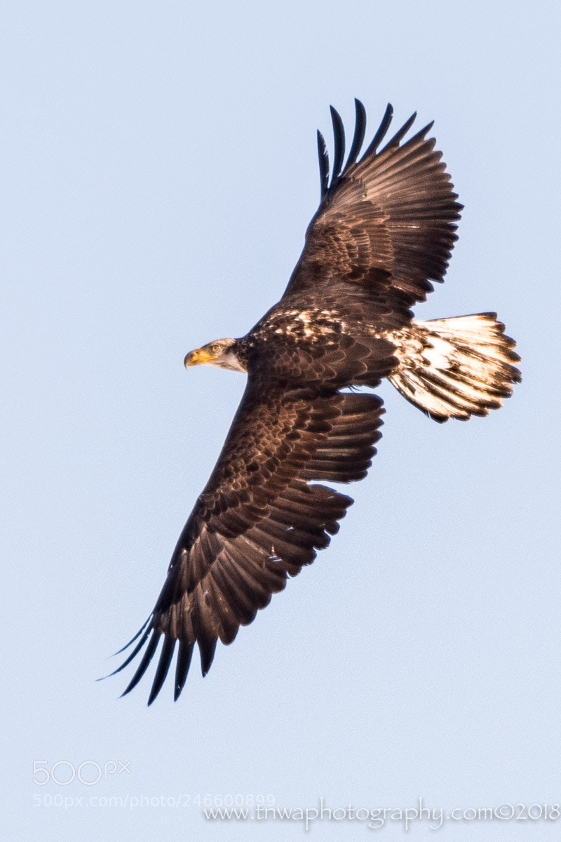 Nikon D500 sample photo. Juvenile eagles remembered photography