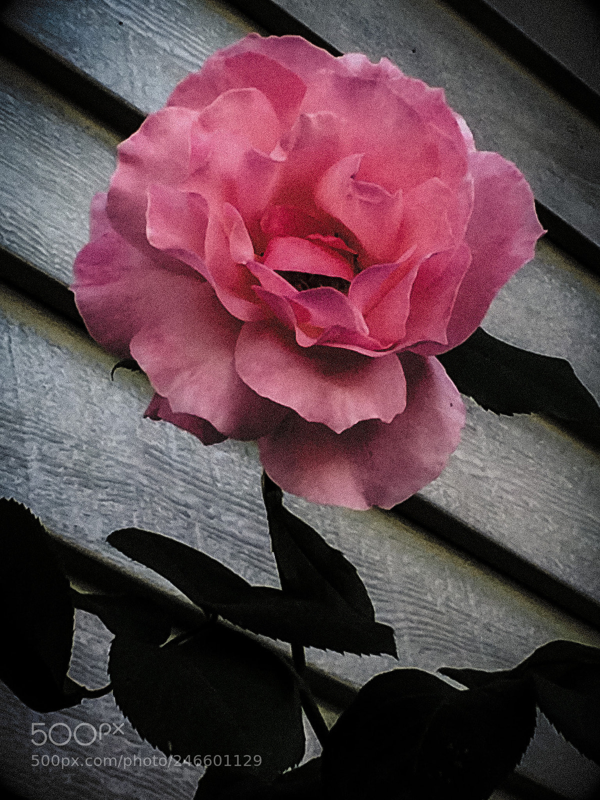 Apple iPhone 5s sample photo. A hint of darkness photography