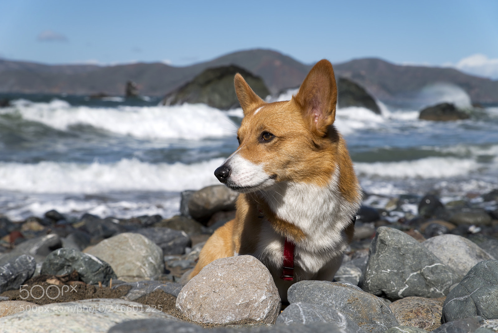 Pentax K-1 sample photo. Noodles the corgi photography