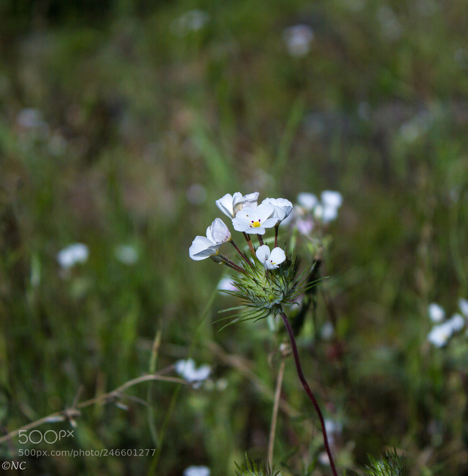 Canon EOS 7D sample photo. 39639543414.jpg photography