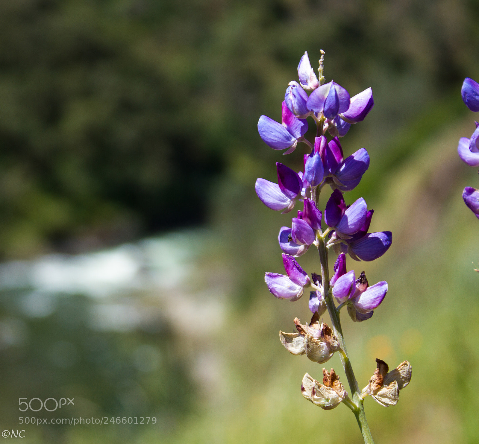 Canon EOS 7D sample photo. 38540952020.jpg photography