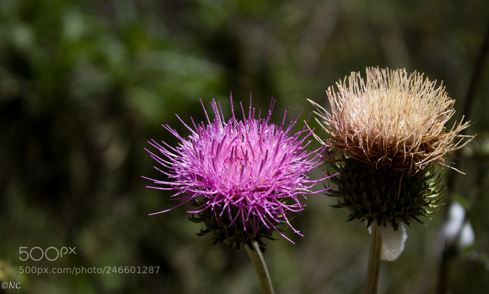 Canon EOS 7D sample photo. 26479586398.jpg photography