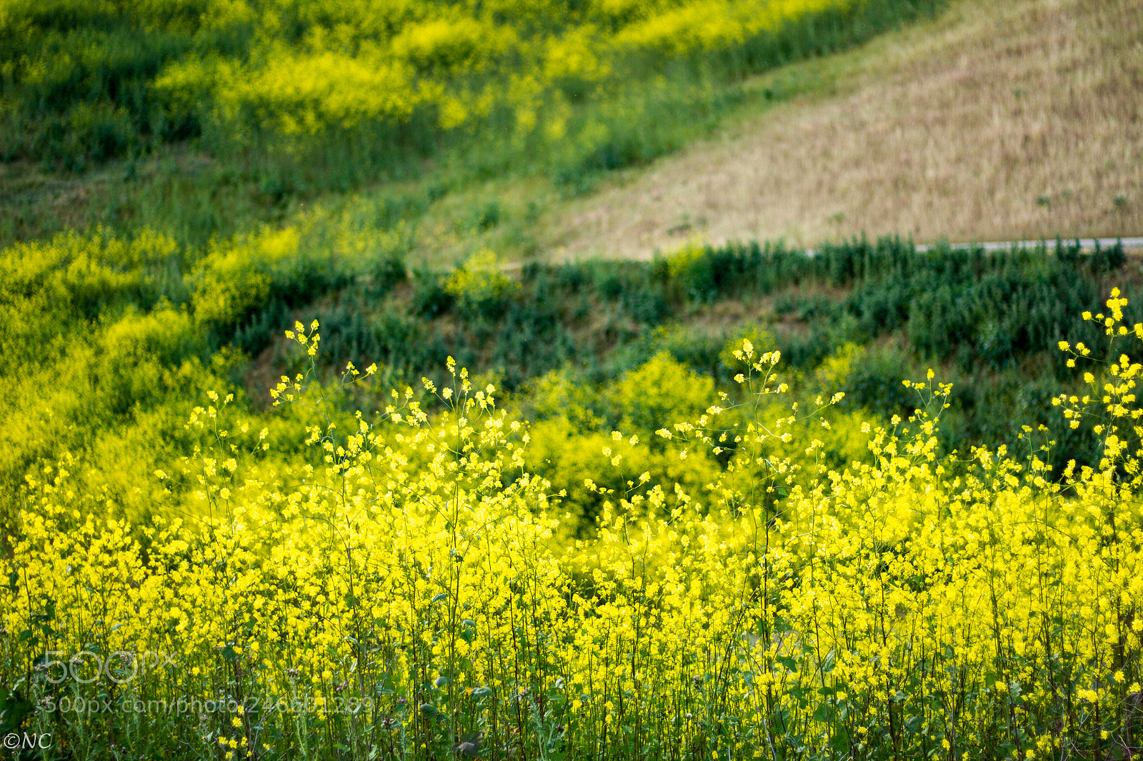 Canon EOS 7D sample photo. 26479573328.jpg photography