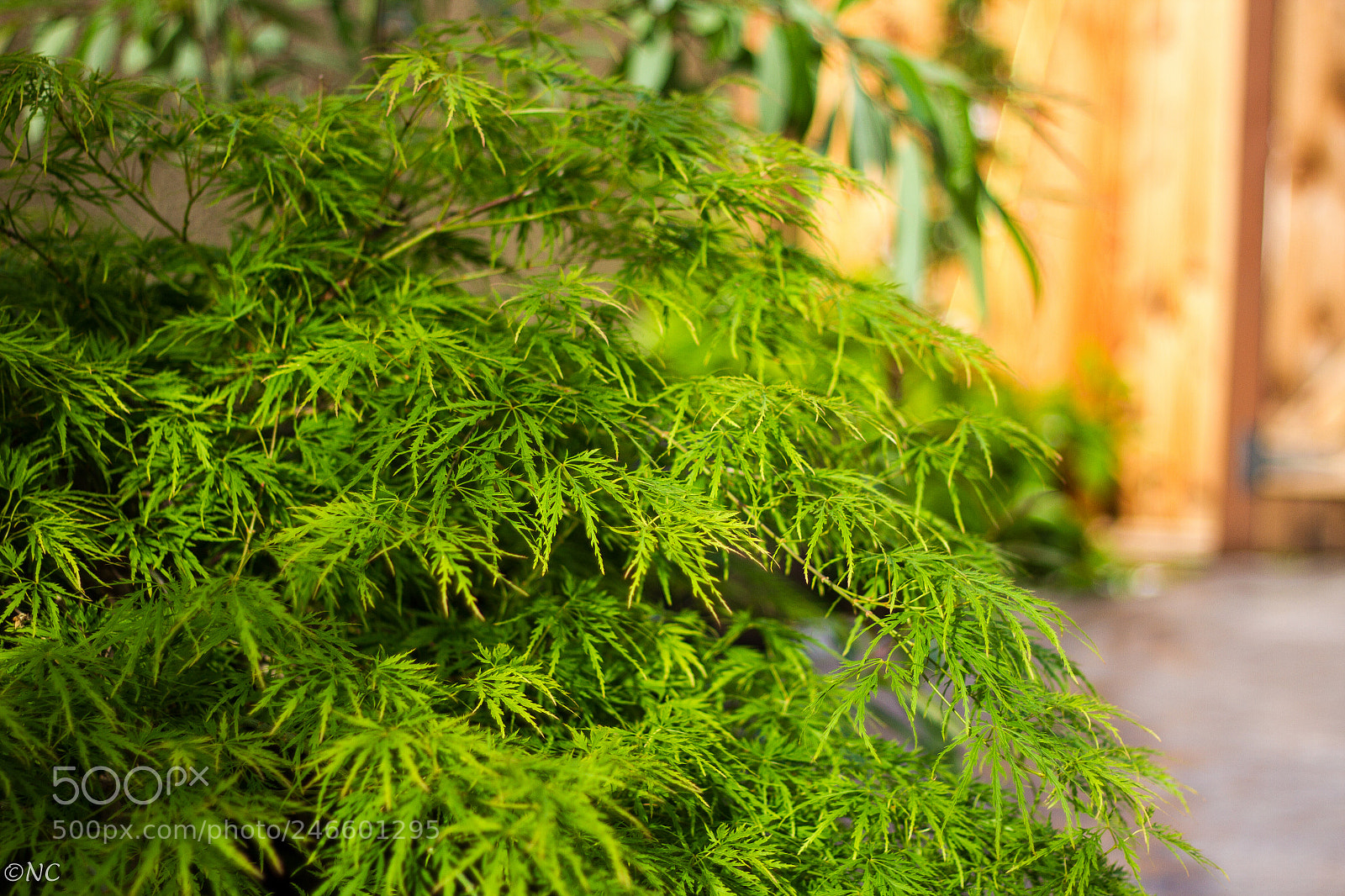 Canon EOS 7D sample photo. 38540948000.jpg photography