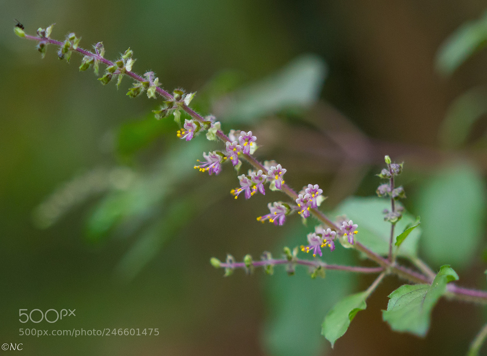 Canon EOS 7D sample photo. 26478544488.jpg photography