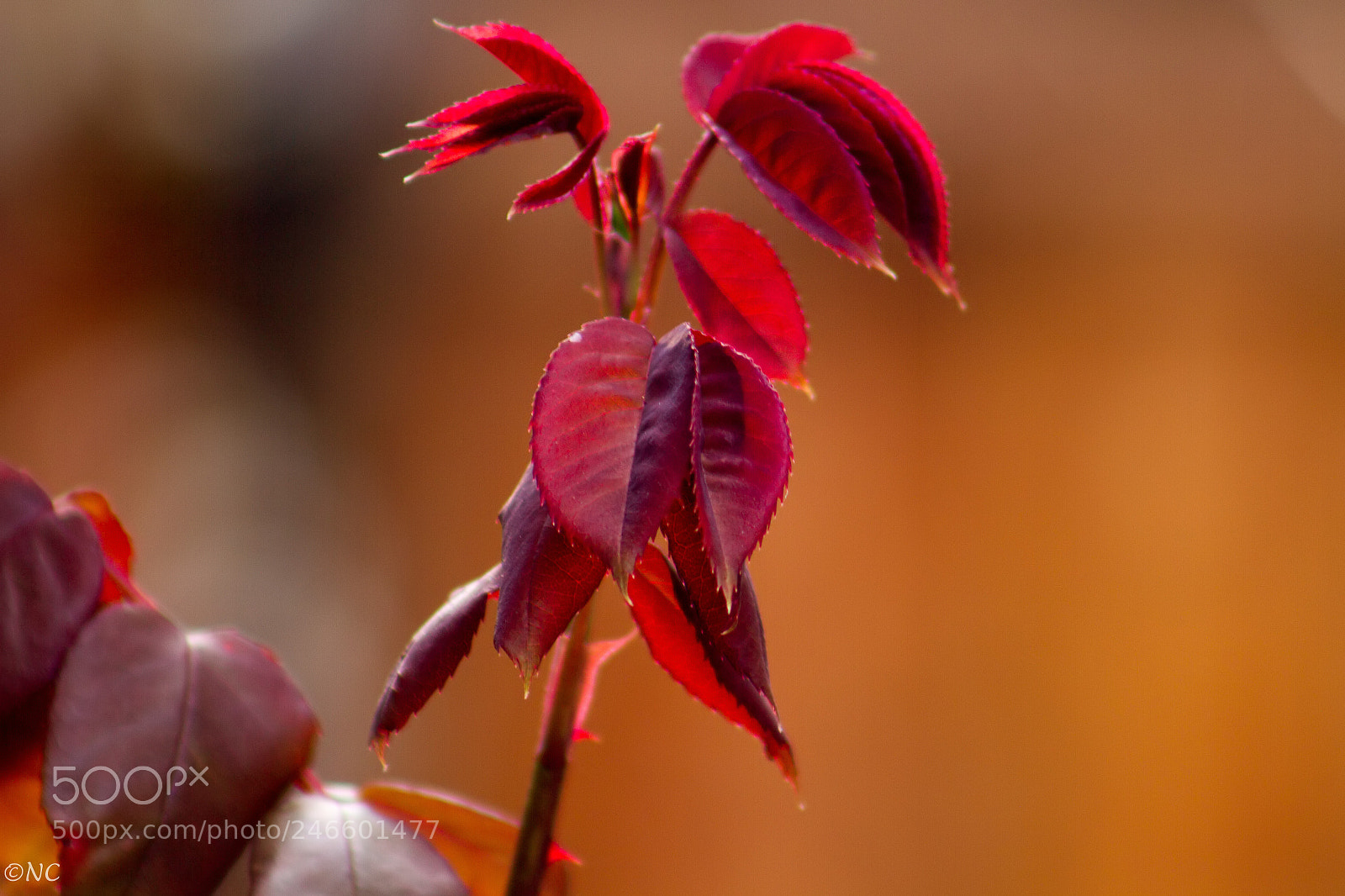 Canon EOS 7D sample photo. 40305387462.jpg photography