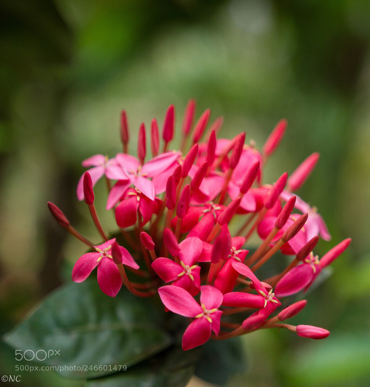 Canon EOS 7D sample photo. 38539934950.jpg photography