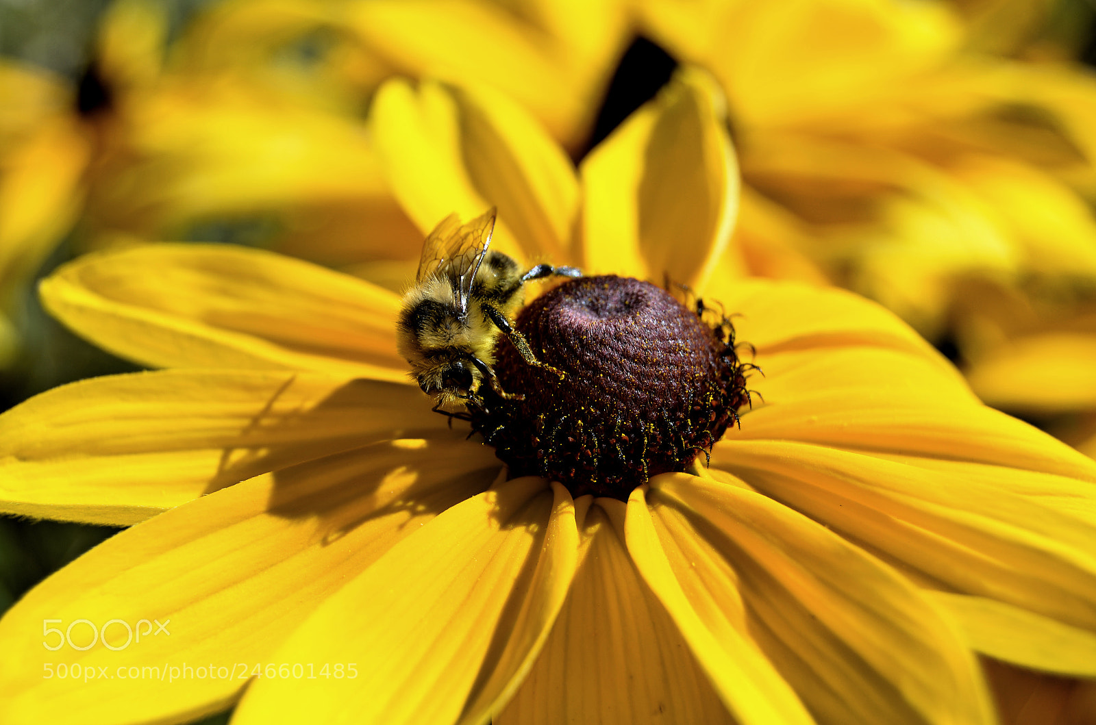 Nikon D5100 sample photo. Daisy bumblebee photography