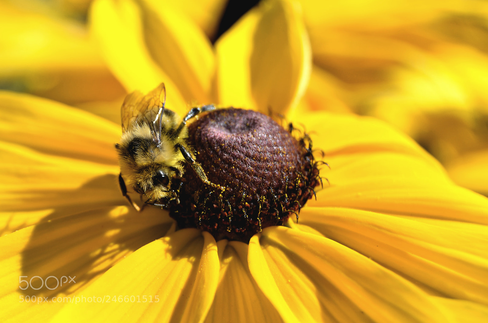Nikon D5100 sample photo. Sunny bumblebee photography