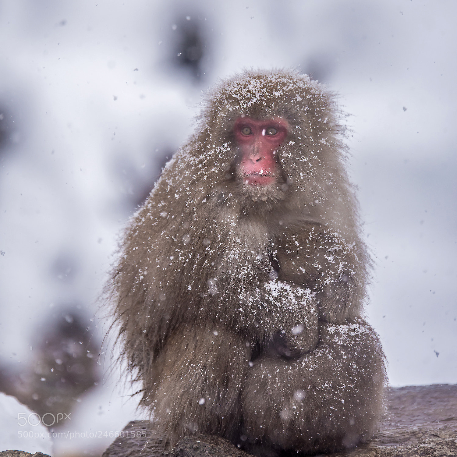 Nikon D810 sample photo. Snow monkey photography