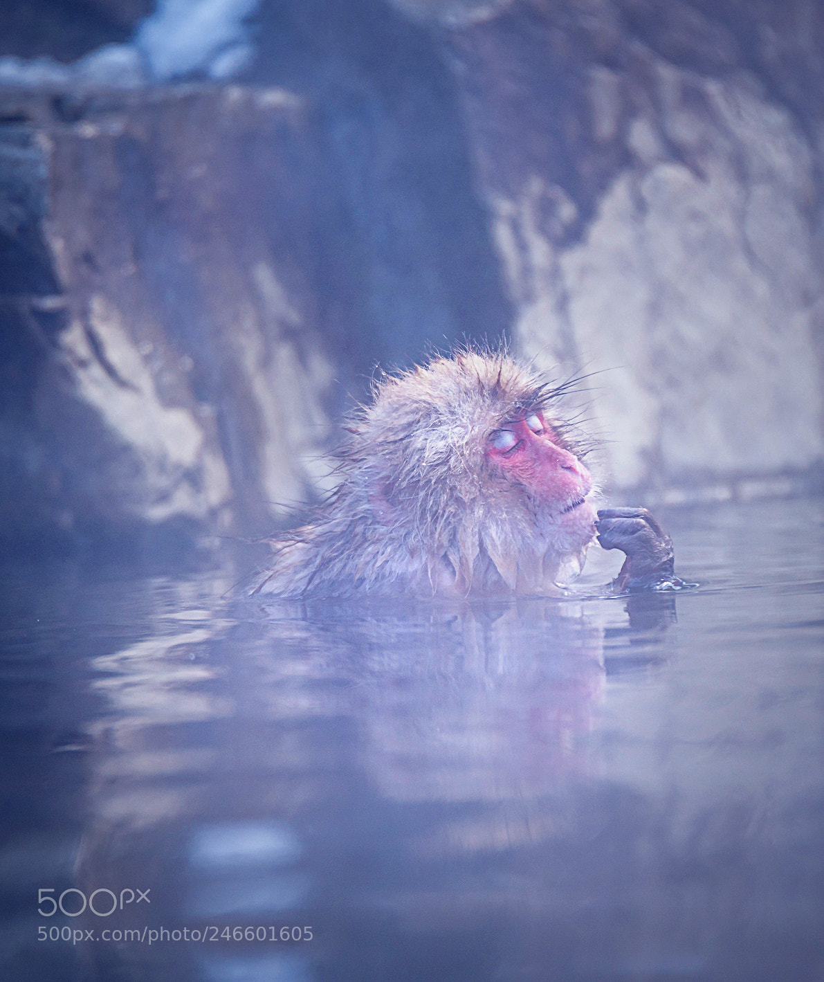 Nikon D810 sample photo. Snow monkey photography