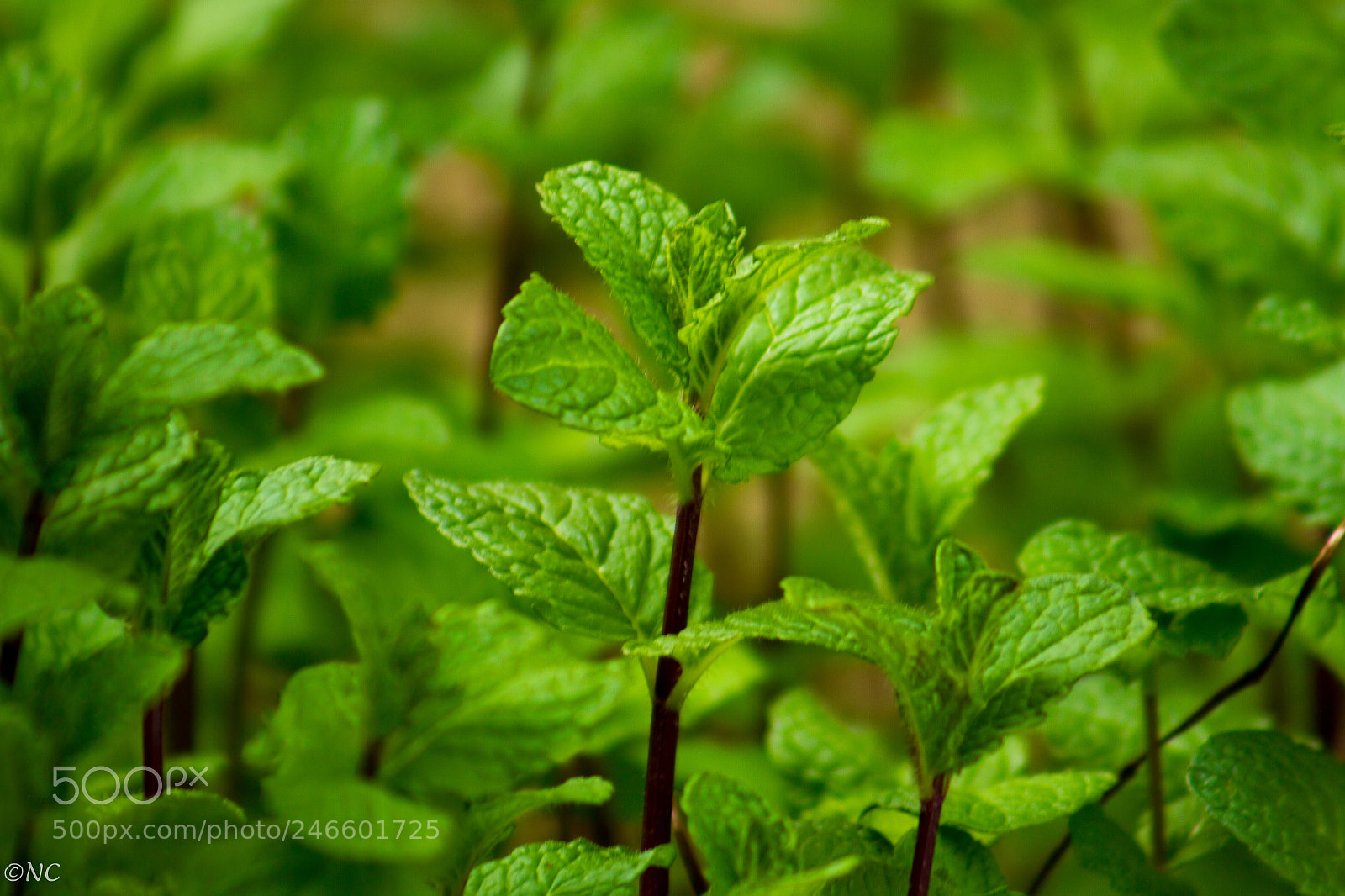 Canon EOS 7D sample photo. 40350471541.jpg photography