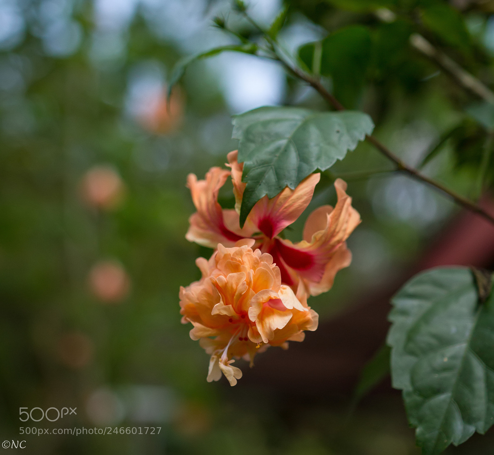 Canon EOS 7D sample photo. 26478561308.jpg photography