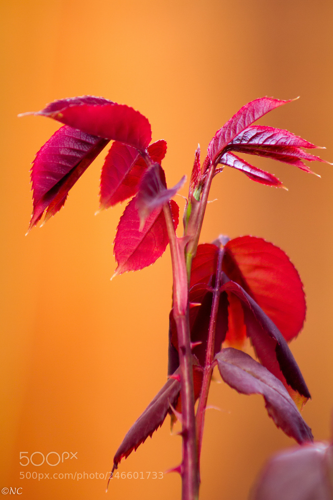 Canon EOS 7D sample photo. 25478622457.jpg photography