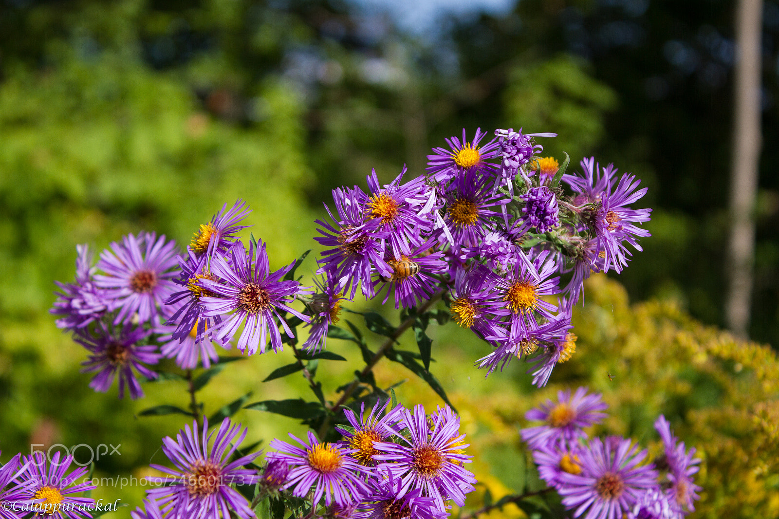 Canon EOS 7D sample photo. 36811213083.jpg photography