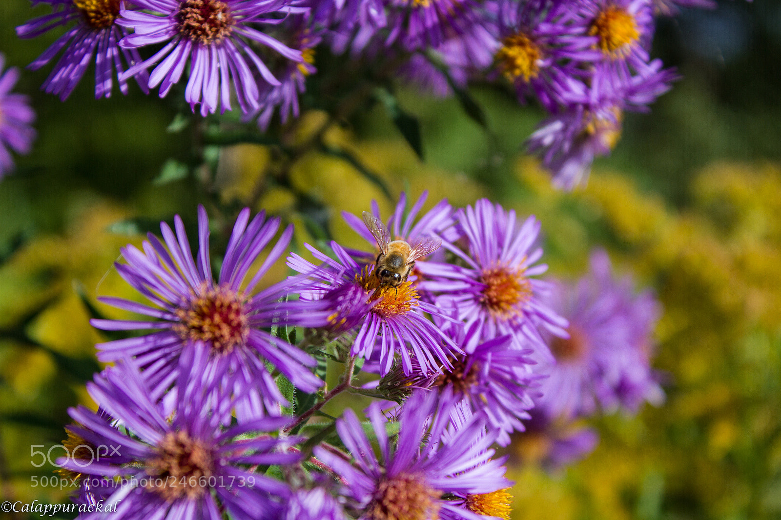 Canon EOS 7D sample photo. 37480663921.jpg photography