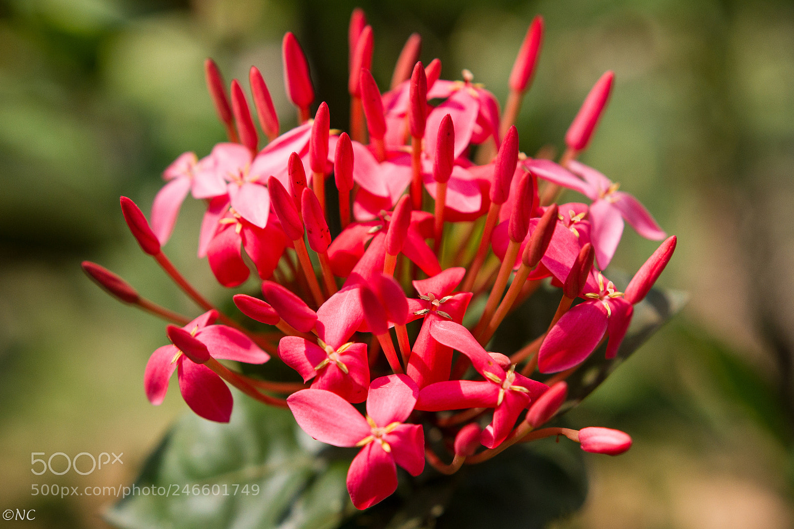 Canon EOS 7D sample photo. 38539951140.jpg photography