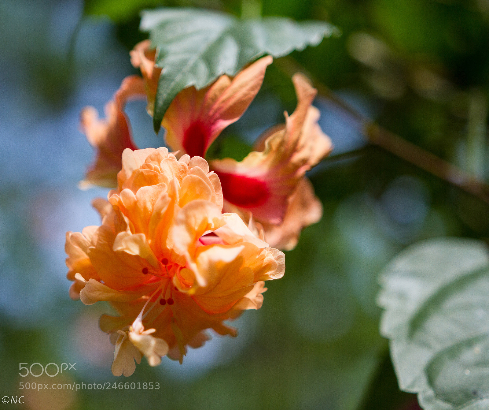 Canon EOS 7D sample photo. 39452503915.jpg photography