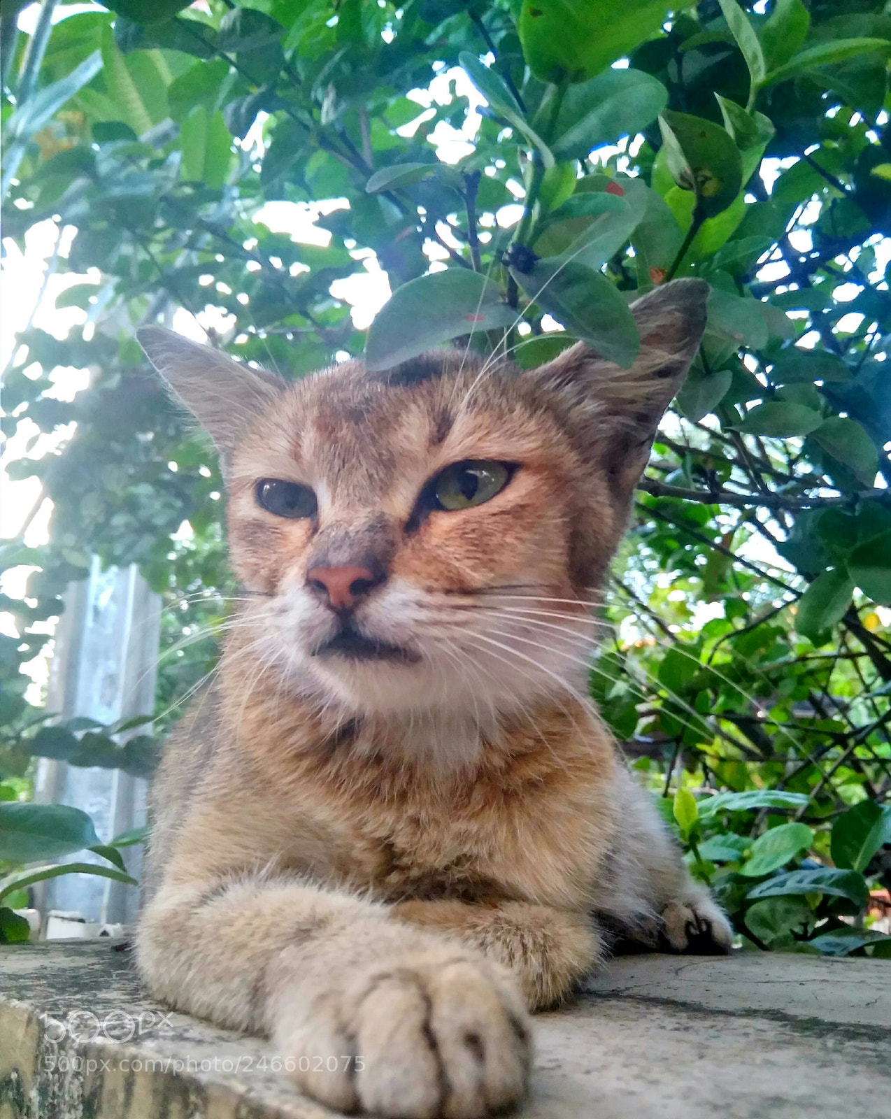 Xiaomi Redmi 4A sample photo. Untitled photography