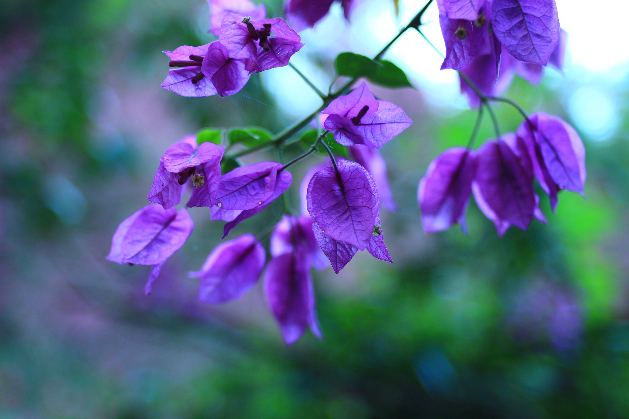 Canon EF 35-80mm f/4-5.6 sample photo. Img photography