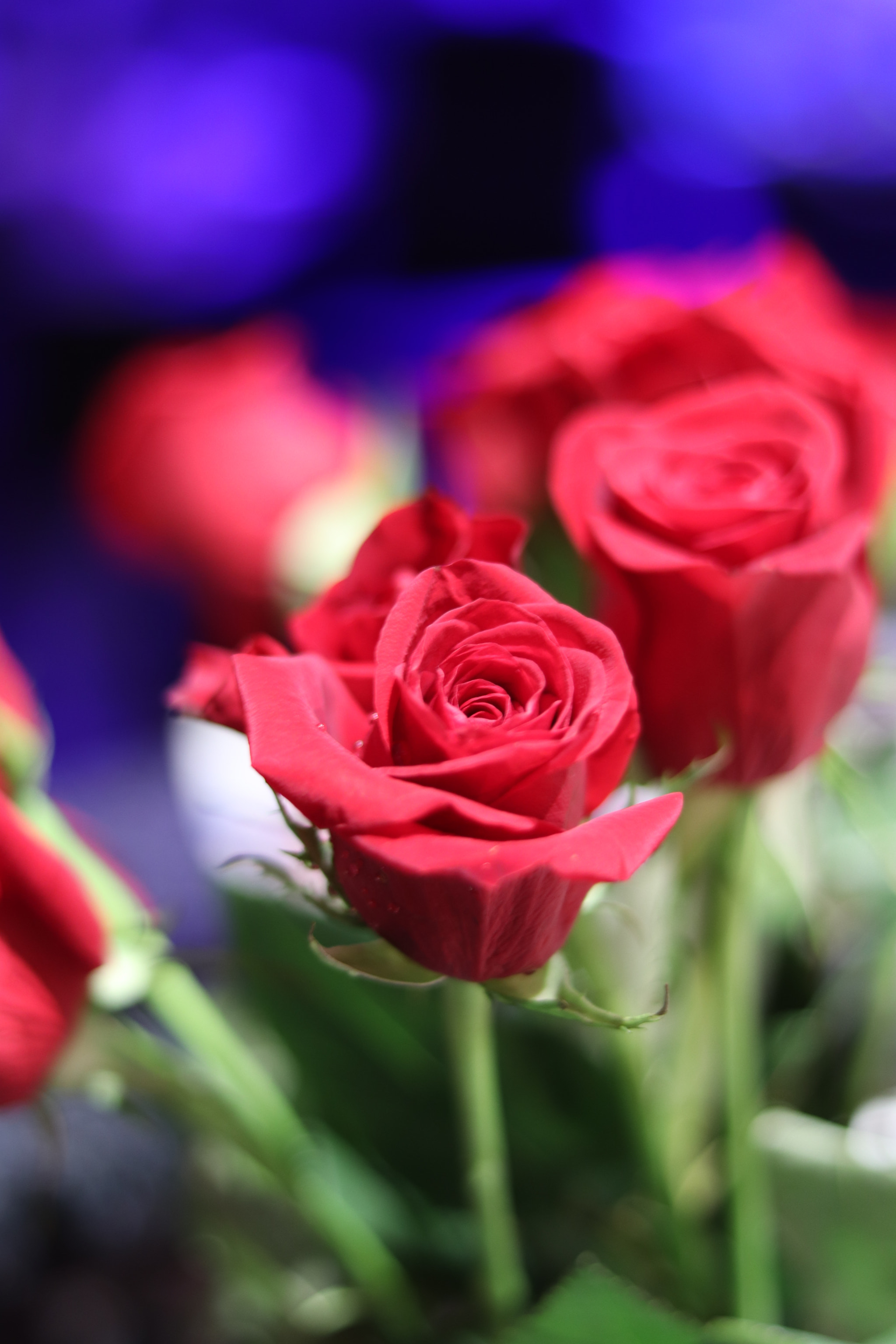 Canon EOS 800D (EOS Rebel T7i / EOS Kiss X9i) sample photo. Roses photography