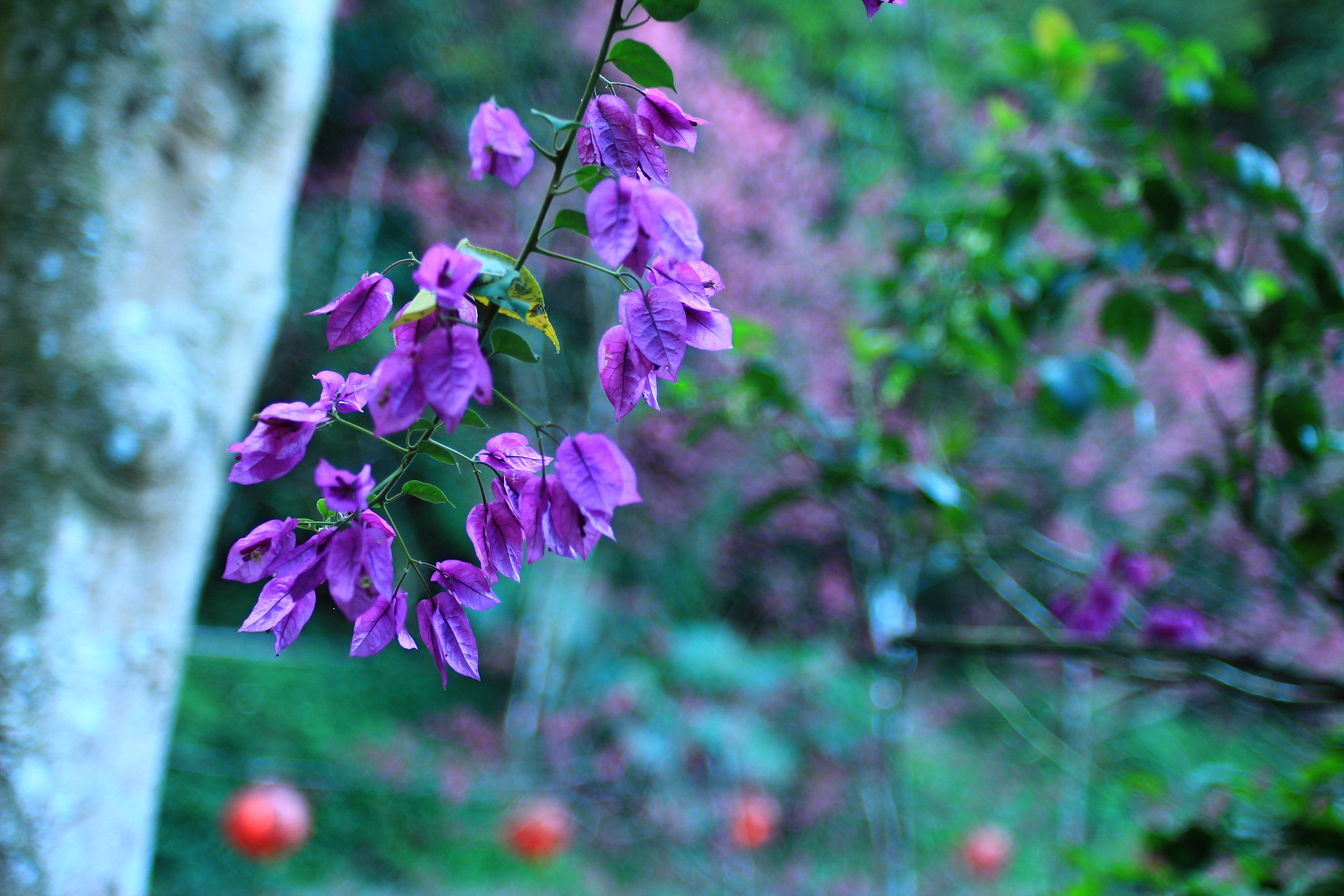 Canon EF 35-80mm f/4-5.6 sample photo. Img photography