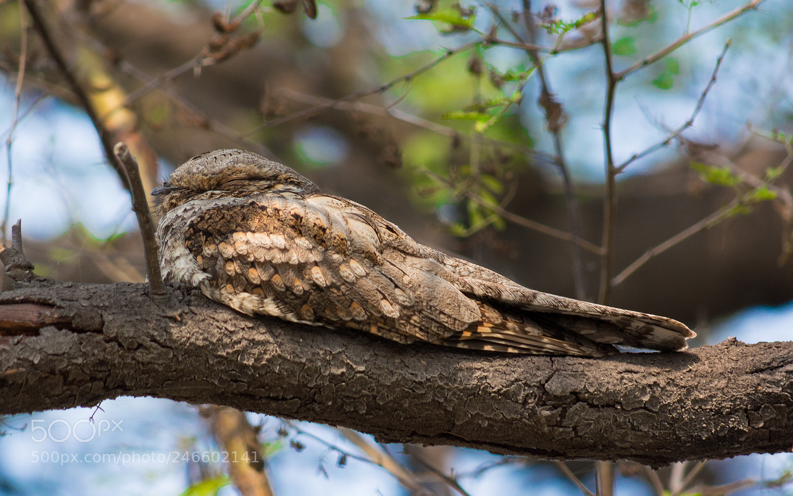 Nikon D5200 sample photo. Indian nightjar photography