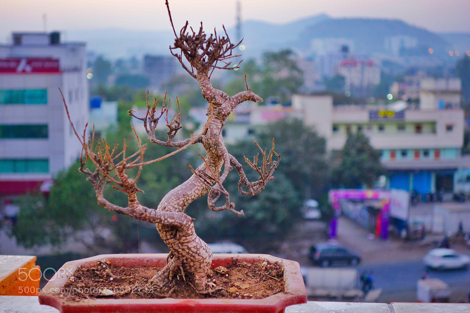 Sony Cyber-shot DSC-RX100 sample photo. A dying plant photography