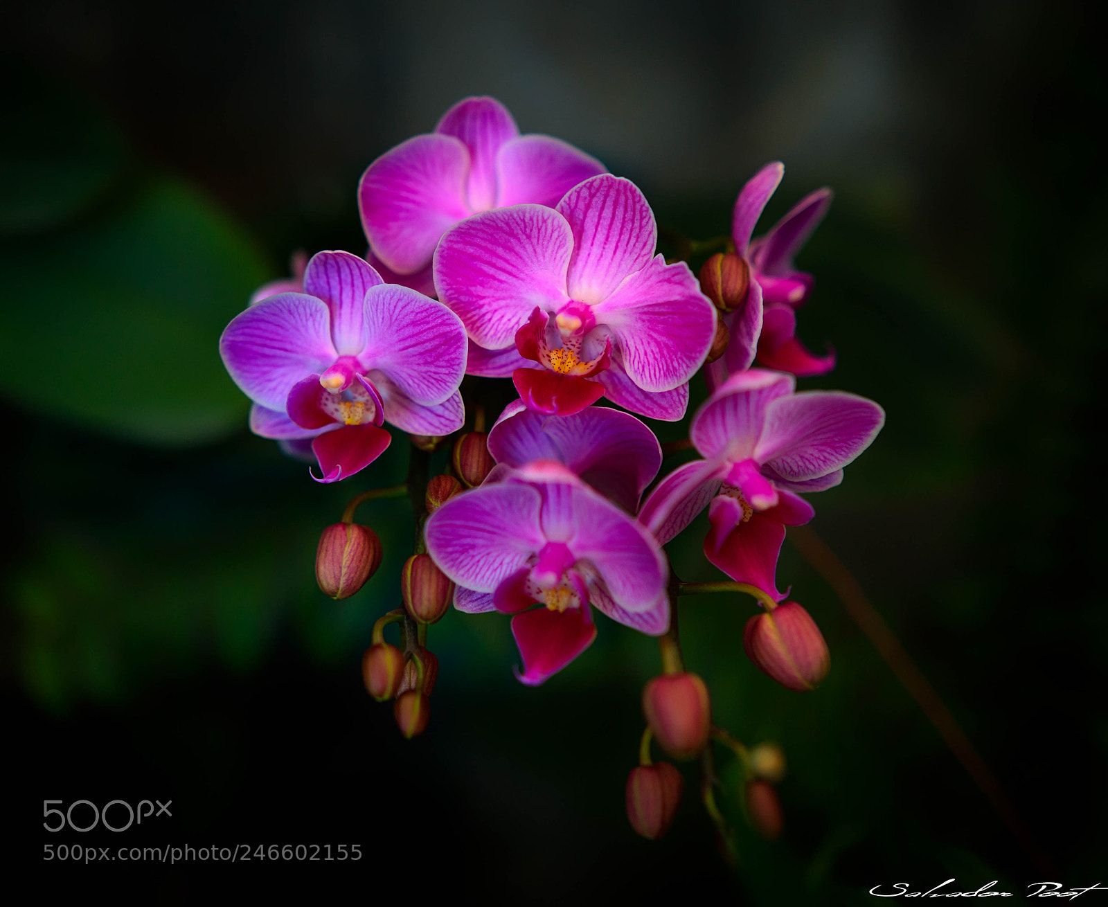 Canon EOS-1D X Mark II sample photo. Orquidea photography