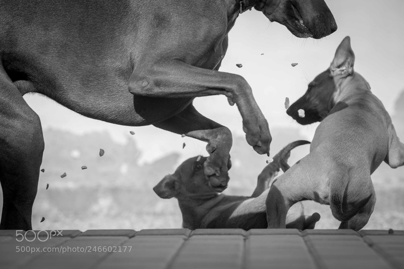 Canon EOS-1D X sample photo. When the big dog photography